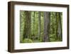 USA, Washington State, Olympic National Park. Old growth forest on Barnes Creek Trail.-Jaynes Gallery-Framed Photographic Print