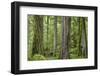 USA, Washington State, Olympic National Park. Old growth forest on Barnes Creek Trail.-Jaynes Gallery-Framed Photographic Print
