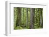 USA, Washington State, Olympic National Park. Old growth forest on Barnes Creek Trail.-Jaynes Gallery-Framed Photographic Print