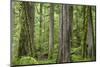 USA, Washington State, Olympic National Park. Old growth forest on Barnes Creek Trail.-Jaynes Gallery-Mounted Photographic Print