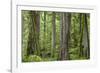 USA, Washington State, Olympic National Park. Old growth forest on Barnes Creek Trail.-Jaynes Gallery-Framed Photographic Print