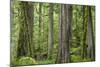 USA, Washington State, Olympic National Park. Old growth forest on Barnes Creek Trail.-Jaynes Gallery-Mounted Photographic Print