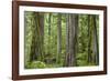 USA, Washington State, Olympic National Park. Old growth forest on Barnes Creek Trail.-Jaynes Gallery-Framed Photographic Print