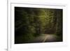 USA, Washington State, Olympic National Park. Road through western hemlock tree forest.-Jaynes Gallery-Framed Photographic Print