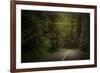 USA, Washington State, Olympic National Park. Road through western hemlock tree forest.-Jaynes Gallery-Framed Photographic Print