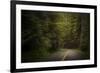 USA, Washington State, Olympic National Park. Road through western hemlock tree forest.-Jaynes Gallery-Framed Photographic Print