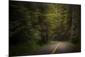 USA, Washington State, Olympic National Park. Road through western hemlock tree forest.-Jaynes Gallery-Mounted Photographic Print