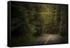 USA, Washington State, Olympic National Park. Road through western hemlock tree forest.-Jaynes Gallery-Framed Stretched Canvas