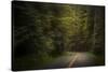 USA, Washington State, Olympic National Park. Road through western hemlock tree forest.-Jaynes Gallery-Stretched Canvas