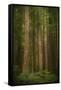 USA, Washington State, Olympic National Park. Western hemlock tree forest.-Jaynes Gallery-Framed Stretched Canvas