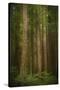 USA, Washington State, Olympic National Park. Western hemlock tree forest.-Jaynes Gallery-Stretched Canvas