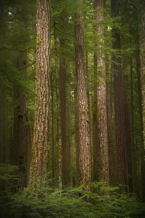 'USA, Washington State, Olympic National Park. Western hemlock tree ...