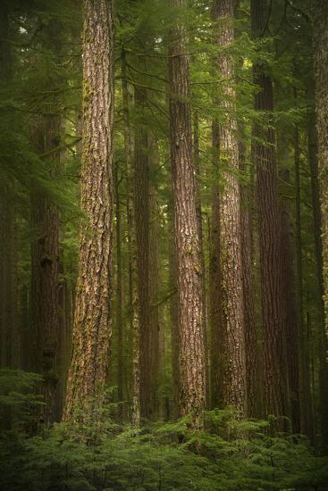 'USA, Washington State, Olympic National Park. Western hemlock tree ...
