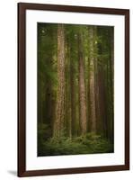 USA, Washington State, Olympic National Park. Western hemlock tree forest.-Jaynes Gallery-Framed Photographic Print