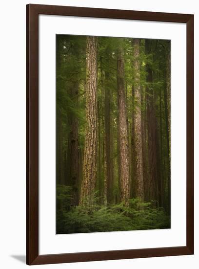 USA, Washington State, Olympic National Park. Western hemlock tree forest.-Jaynes Gallery-Framed Photographic Print