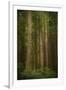 USA, Washington State, Olympic National Park. Western hemlock tree forest.-Jaynes Gallery-Framed Photographic Print