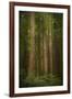 USA, Washington State, Olympic National Park. Western hemlock tree forest.-Jaynes Gallery-Framed Photographic Print