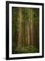 USA, Washington State, Olympic National Park. Western hemlock tree forest.-Jaynes Gallery-Framed Photographic Print