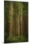 USA, Washington State, Olympic National Park. Western hemlock tree forest.-Jaynes Gallery-Mounted Photographic Print