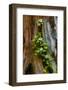 USA, Washington State, Olympic National Park, Wildflowers at Base of Tree-Hollice Looney-Framed Photographic Print