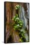 USA, Washington State, Olympic National Park, Wildflowers at Base of Tree-Hollice Looney-Framed Stretched Canvas