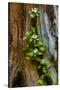 USA, Washington State, Olympic National Park, Wildflowers at Base of Tree-Hollice Looney-Stretched Canvas