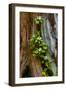 USA, Washington State, Olympic National Park, Wildflowers at Base of Tree-Hollice Looney-Framed Photographic Print