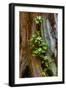 USA, Washington State, Olympic National Park, Wildflowers at Base of Tree-Hollice Looney-Framed Photographic Print