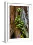 USA, Washington State, Olympic National Park, Wildflowers at Base of Tree-Hollice Looney-Framed Photographic Print