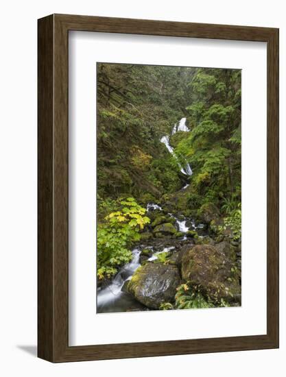 USA, Washington State, Olympic NP. Bunch Creek Falls and forest.-Jaynes Gallery-Framed Photographic Print