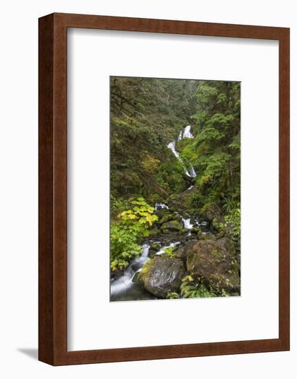 USA, Washington State, Olympic NP. Bunch Creek Falls and forest.-Jaynes Gallery-Framed Photographic Print
