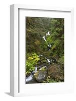 USA, Washington State, Olympic NP. Bunch Creek Falls and forest.-Jaynes Gallery-Framed Photographic Print