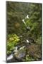 USA, Washington State, Olympic NP. Bunch Creek Falls and forest.-Jaynes Gallery-Mounted Photographic Print