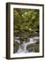 USA, Washington State, Olympic NP. Bunch Creek Falls and rapids.-Jaynes Gallery-Framed Photographic Print