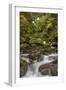 USA, Washington State, Olympic NP. Bunch Creek Falls and rapids.-Jaynes Gallery-Framed Photographic Print