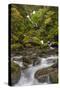 USA, Washington State, Olympic NP. Bunch Creek Falls and rapids.-Jaynes Gallery-Stretched Canvas