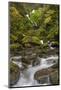 USA, Washington State, Olympic NP. Bunch Creek Falls and rapids.-Jaynes Gallery-Mounted Photographic Print