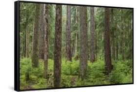 USA, Washington State, Olympic NP. Forest scenic.-Jaynes Gallery-Framed Stretched Canvas