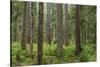 USA, Washington State, Olympic NP. Forest scenic.-Jaynes Gallery-Stretched Canvas