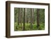 USA, Washington State, Olympic NP. Forest scenic.-Jaynes Gallery-Framed Photographic Print