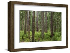 USA, Washington State, Olympic NP. Forest scenic.-Jaynes Gallery-Framed Photographic Print