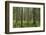 USA, Washington State, Olympic NP. Forest scenic.-Jaynes Gallery-Framed Photographic Print