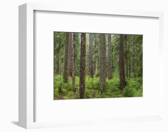 USA, Washington State, Olympic NP. Forest scenic.-Jaynes Gallery-Framed Photographic Print