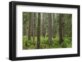 USA, Washington State, Olympic NP. Forest scenic.-Jaynes Gallery-Framed Photographic Print