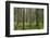 USA, Washington State, Olympic NP. Forest scenic.-Jaynes Gallery-Framed Photographic Print