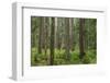 USA, Washington State, Olympic NP. Forest scenic.-Jaynes Gallery-Framed Photographic Print