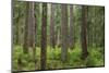 USA, Washington State, Olympic NP. Forest scenic.-Jaynes Gallery-Mounted Photographic Print