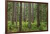 USA, Washington State, Olympic NP. Forest scenic.-Jaynes Gallery-Framed Photographic Print