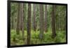 USA, Washington State, Olympic NP. Forest scenic.-Jaynes Gallery-Framed Photographic Print