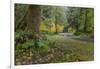 USA, Washington State, Olympic NP. Road through forest.-Jaynes Gallery-Framed Photographic Print